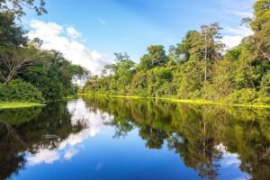 Setor privado da Amazônia assume protagonismo no combate ao desmatamento ilegal