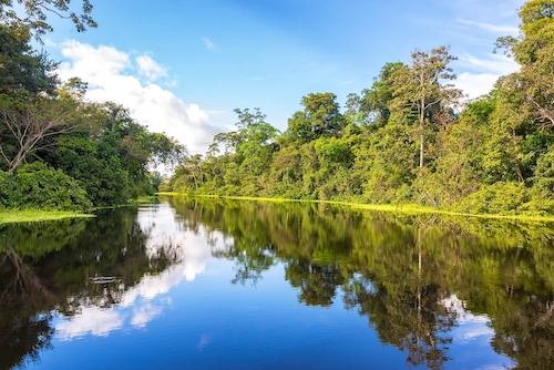 Setor privado da Amazônia assume protagonismo no combate ao desmatamento ilegal