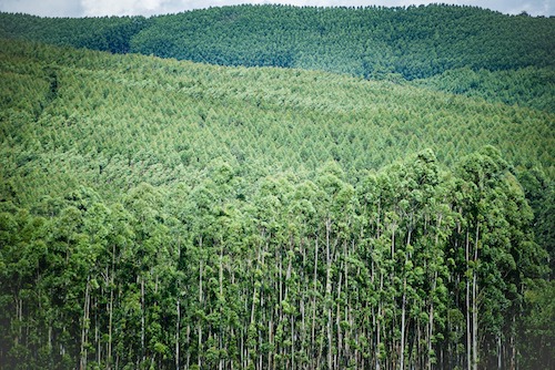  Silvicultura se consolida como importante pilar do agronegócio paulista, com destaque para o eucalipto e o pinus