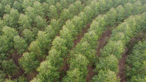  Silvicultura se consolida como importante pilar do agronegócio paulista, com destaque para o eucalipto e o pinus