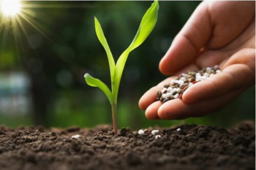 Nutrição equilibrada de plantas é chave para o aumento sustentável da produtividade no campo