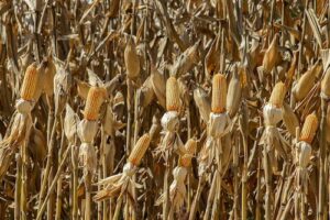 Concurso de Produtividade do Milho Verão 2025/26 está com inscrições abertas