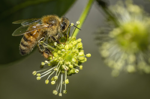 GreenLight Biosciences lança Norroa™ nos Estados Unidos, primeira solução à base de RNA contra ácaros varroa