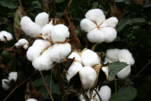 ICL lança biofertilizante para o algodão com foco em produtividade, eficácia agronômica e sustentabilidade