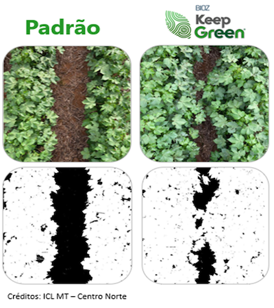 ICL lança biofertilizante para o algodão com foco em produtividade, eficácia agronômica e sustentabilidade