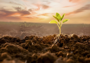 Safra 2025/26: manejo integrado abre caminho para transformar uso do fósforo na agricultura