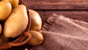 Rizoctoniose pode causar perdas de até 30% na produtividade da batata no Brasil