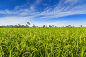 Comunicado à Imprensa Tecnologia no campo contribui para mitigar os impactos na produção de arroz para a safra 2025/26