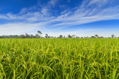 Comunicado à Imprensa Tecnologia no campo contribui para mitigar os impactos na produção de arroz para a safra 2025/26