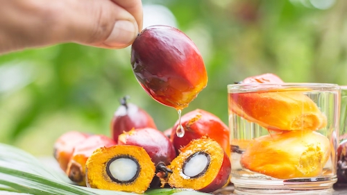 Lubrificação industrial de alto desempenho melhora produtividade, segurança alimentar e sustentabilidade na indústria de óleo de palma