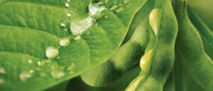 Loveland anuncia nova formulação para o Liberate; carro-chefe de seu portfólio no Brasil