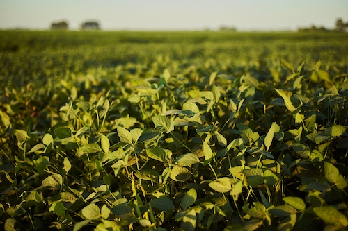 Aplicação conjunta de calcário e fosfato natural aumenta em até 16,5% a produtividade da soja
