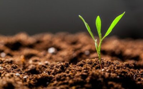 Bionutrição impulsiona produtividade e fortalece sustentabilidade com soluções biológicas da Mosaic