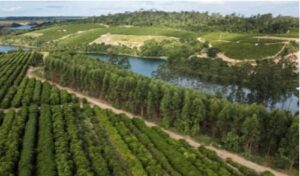 Nestlé expande Nescafé Plan no Brasil e amplia impacto da cafeicultura regenerativa Visando a estratégia do Nescafé Plan 2030, a expansão triplica de tamanho nos últimos três anos no país