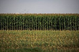 Pará colhe 10% mais grãos na safra 2024/2025, mas clima está no radar dos produtores para o próximo ciclo