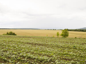 Os sinais de infestação incluem touceiras densas, folhas estreitas e compridas e hastes que podem ultrapassar 30 centímetros na lavoura