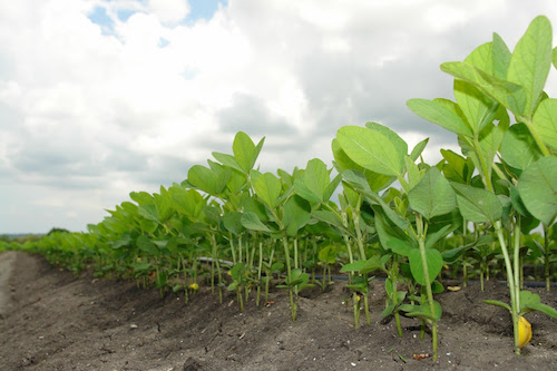 La Niña desafia início do plantio da soja e reforça papel do manejo integrado nas principais regiões produtoras 