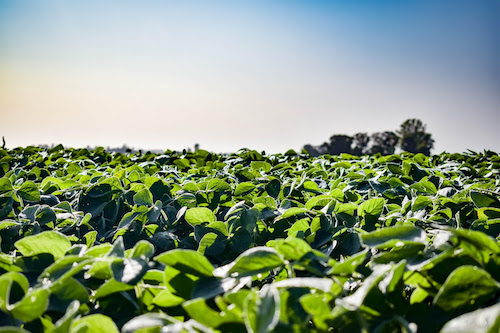 La Niña desafia início do plantio da soja e reforça papel do manejo integrado nas principais regiões produtoras 