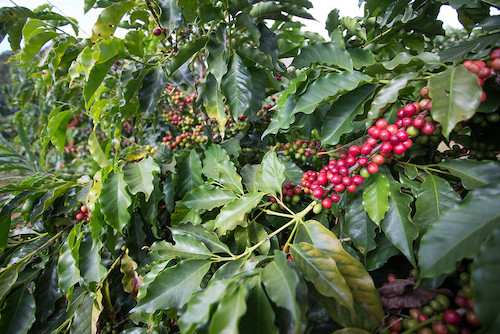 Bicho-mineiro-do-café compromete folhas do cafeeiro e impacta a produtividade