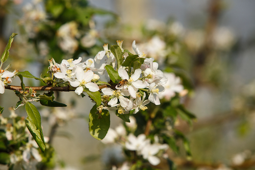  Rasip Agro investe no aluguel de 300 milhões de abelhas para potencializar florada dos pomares de maçã