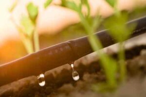 Escolha correta do método de irrigação por gotejamento impacta na produtividade da plantação