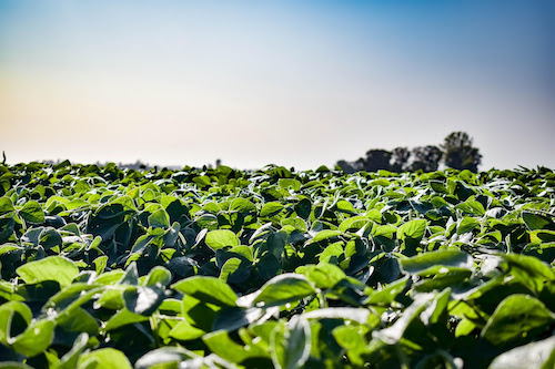 Safra 25/26: inteligência de dados e gestão climática são tendências tecnológicas para o agricultor