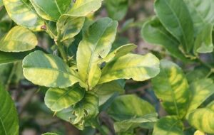 Greening acelera corrida por investimentos no campo brasileiro Especialista aponta alta na procura por crédito agrícola voltado a inovação O avanço do greening (HLB) no cinturão citrícola brasileiro está levando produtores e investidores a buscarem soluções inovadoras para proteger a produção e garantir a continuidade de um setor que movimenta bilhões de dólares por ano na economia nacional. Segundo levantamento da Fundecitrus, a doença já comprometeu quase 100 milhões de laranjeiras, alcançando 47,63% do cinturão citrícola de São Paulo e Triângulo/Sudoeste Mineiro. Diante desse cenário, cresce o interesse de investidores por tecnologias sustentáveis, vistas como alternativa estratégica para mitigar riscos e fortalecer a resiliência do setor. “Estamos diante de um desafio que é, ao mesmo tempo, uma oportunidade. O greening reforça a necessidade de ampliar investimentos em soluções que unem rentabilidade e sustentabilidade, como o uso de insumos, manejo integrado e ferramentas digitais de monitoramento”, afirma Romário Alves, CEO da Sonhagro. A rede, referência em consultoria e soluções para o produtor rural, tem observado uma crescente demanda por crédito agrícola voltado a tecnologias que aumentem a eficiência no campo. Somente no último ano, a empresa registrou alta significativa na procura por linhas de financiamento destinadas a investimentos em controle biológico e sistemas de irrigação de precisão. Além do impacto ambiental positivo, esses investimentos têm chamado a atenção de fundos e investidores institucionais que buscam negócios alinhados às práticas ESG (Ambiental, Social e Governança). “O agro brasileiro está se consolidando como um dos principais destinos de investimentos sustentáveis do mundo, e o combate as doenças é parte fundamental desse movimento”, acrescenta Alves. Com o Brasil responsável por mais de 70% das exportações globais de suco de laranja, a proteção contra o greening deixou de ser apenas uma pauta agrícola e passou a integrar estratégias de investimento e segurança alimentar em escala global. Sobre a Sonhagro: Especializada em soluções completas de crédito rural, a rede visa facilitar os processos burocráticos para os produtores, atuando no gerenciamento de suas negociações e na execução dos projetos técnicos que os bancos exigem. Fazendo a sua história há mais de 11 anos, com mais de 90 unidades que facilitam o financiamento do crédito rural para os produtores em 25 estados do país.