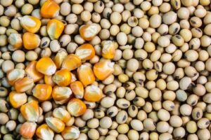 Comunicado à Imprensa Estimativa de produção para soja e milho 2025/26 segue inalterada