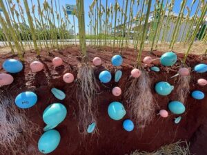 Sustentabilidade agrícola começa com a escolha de matérias-primas a partir de fontes renováveis