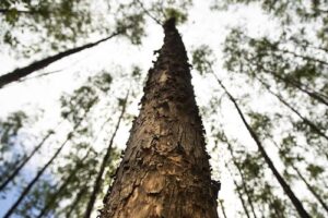 Dia da Árvore: Suzano fomenta a produção de mais de 300 milhões de mudas de eucalipto por ano com operação de 30 viveiros espalhados pelo país
