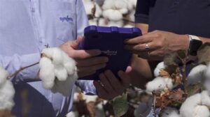 Syngenta Digital une Inteligência Artificial e WhatsApp para revolucionar gestão agrícola e evitar perdas de até 30% em lavouras