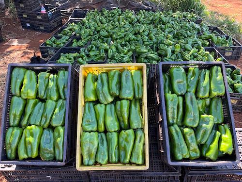 Pimentão mantém alta relevância no Brasil e oferece oportunidades de produtividade e qualidade