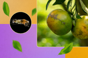 Ciência busca soluções na Natureza para proteger citros do greening
