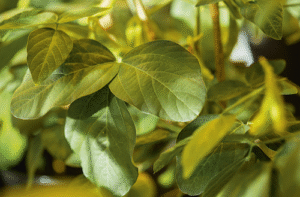 Estudo mostra maior ecoeficiência em adjuvantes ésteres de origem vegetal para defensivos agrícolas