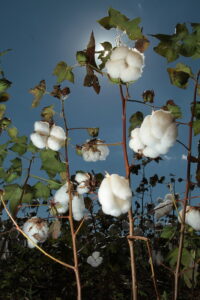 Agricultor deve agir agora para garantir alta produtividade do algodão na próxima safra