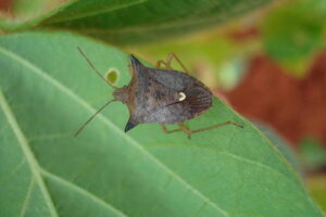 Percevejo-marrom desafia produtores de soja e exige manejo inovador e antecipado