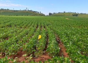 Modelo prevê produtividade agrícola com uso de imagens de satélite