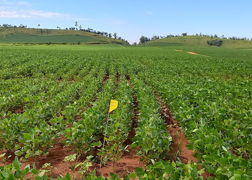 Modelo prevê produtividade agrícola com uso de imagens de satélite