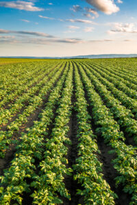 Rizoctoniose pode causar perdas de até 30% na produtividade da batata no Brasil