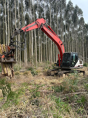 Uso de escavadeiras garante produtividade e economia em áreas florestais