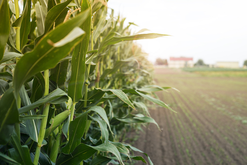 Área tratada com defensivos agrícolas cresce 3,1% no primeiro semestre de 2025 no Brasil