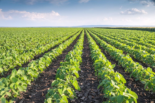 Fertilizantes funcionais garantem redução de perdas na agricultura