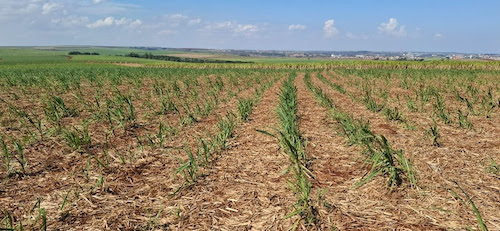  Controle de plantas daninhas desafia canavicultores em meio a mudanças climáticas e pressões regulatórias