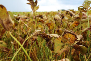 Previsão climática favorável eleva o alerta para ferrugem asiática e reforça a importância de um manejo assertivo na cultura da soja