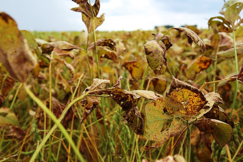 Previsão climática favorável eleva o alerta para ferrugem asiática e reforça a importância de um manejo assertivo na cultura da soja