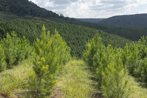 Expedição Silvicultura realiza workshop para debater inovação, produtividade e futuro das florestas plantadas