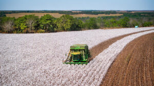 Dia Mundial do Algodão: Brasil é líder em exportação e produção sustentável