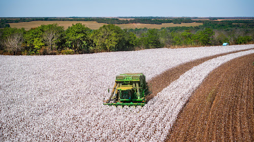  Dia Mundial do Algodão: Brasil é líder em exportação e produção sustentável