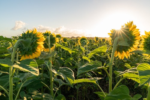 Com 61,9 mil hectares plantados na safra 2024/25, cultura tem potencial para avançar principalmente pela demanda crescente da indústria
