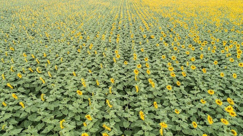 Com 61,9 mil hectares plantados na safra 2024/25, cultura tem potencial para avançar principalmente pela demanda crescente da indústria